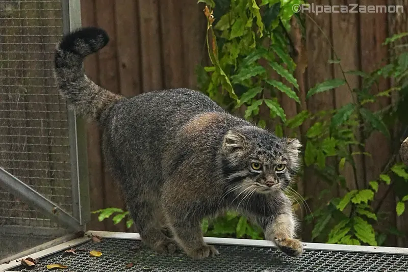 A photograph of Nar in Kobe Animal Kingdom