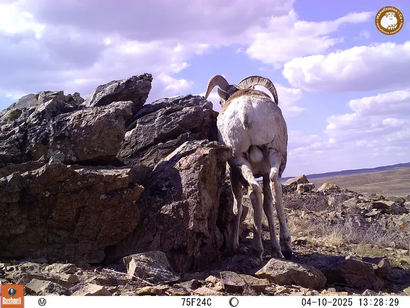 A photograph of Argali from Karashoky camera trap