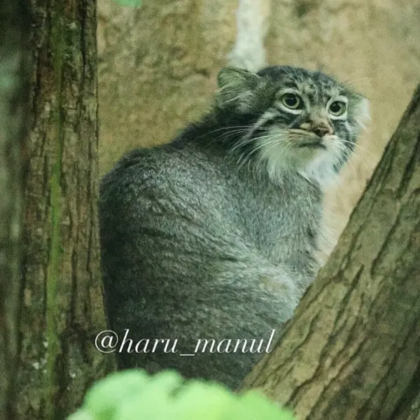 A photograph of Abrikos in Nasu Animal Kingdom