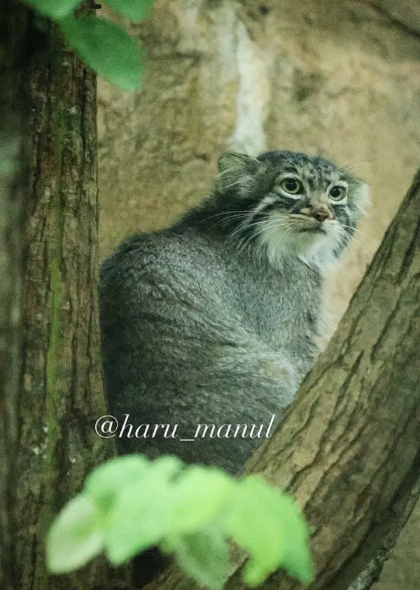 A photograph of Abrikos in Nasu Animal Kingdom