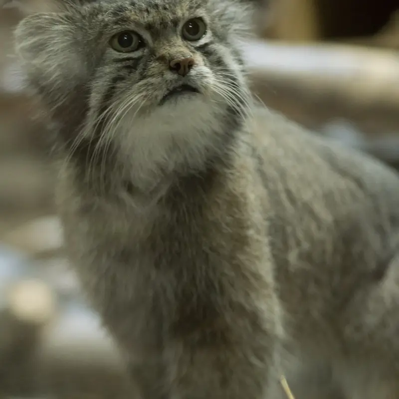 A photograph of Klyon in Ueno Zoological Gardens