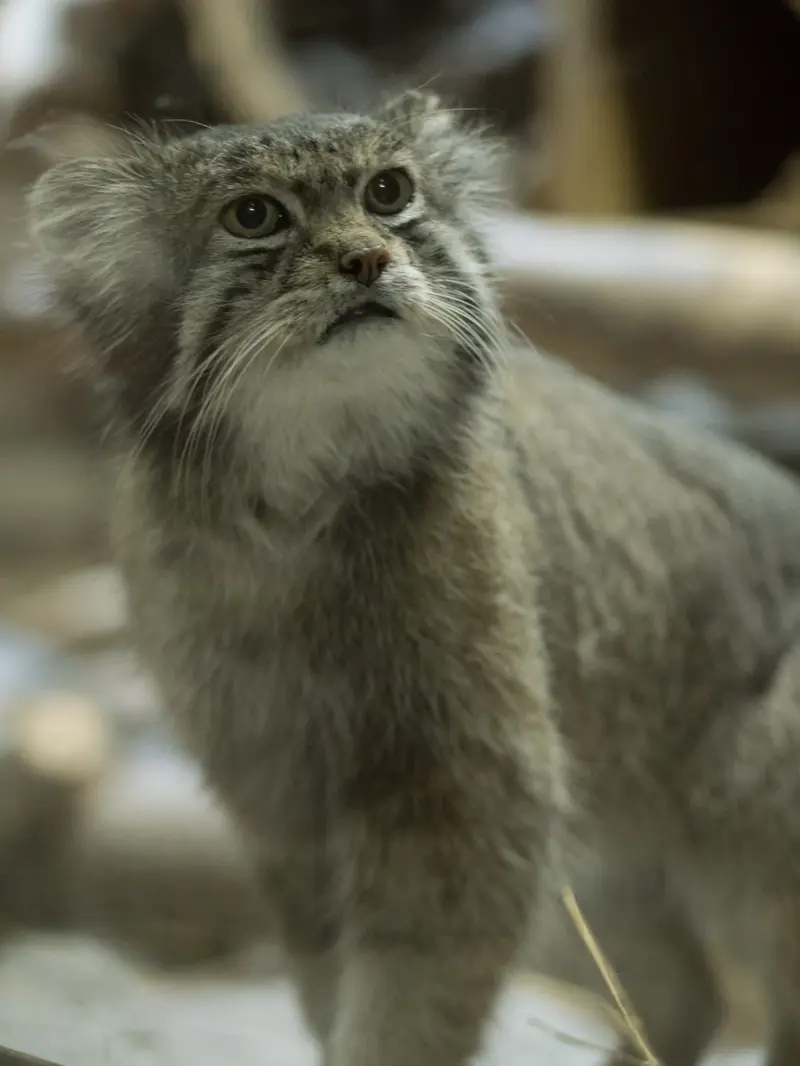 A photograph of Klyon in Ueno Zoological Gardens