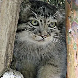 A photograph of Kosoglazik in Novosibirsk Zoo