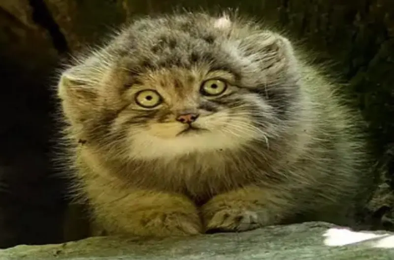 A photograph of a Pallas's cat