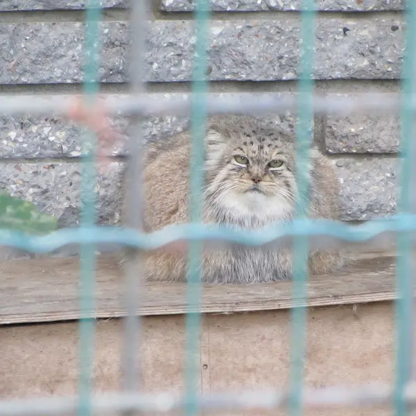 A photograph of Manuela in Magdeburg Zoo