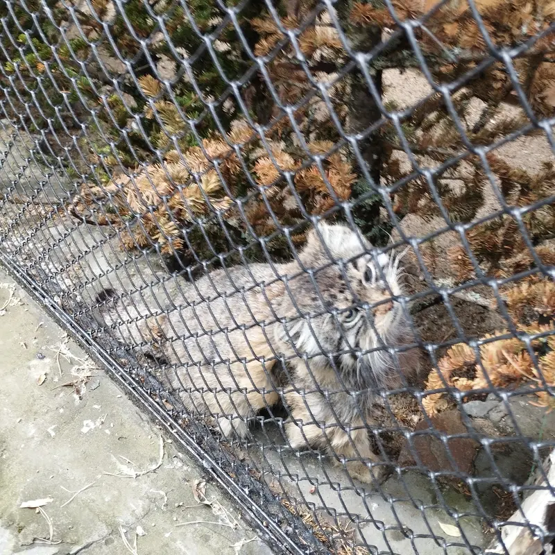 A photograph of Zelenogorsk in Novosibirsk Zoo