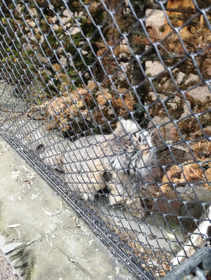 A photograph of Zelenogorsk in Novosibirsk Zoo