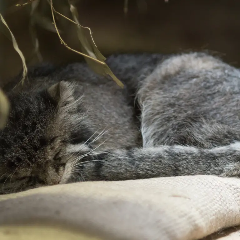 A photograph of Klyon in Ueno Zoological Gardens