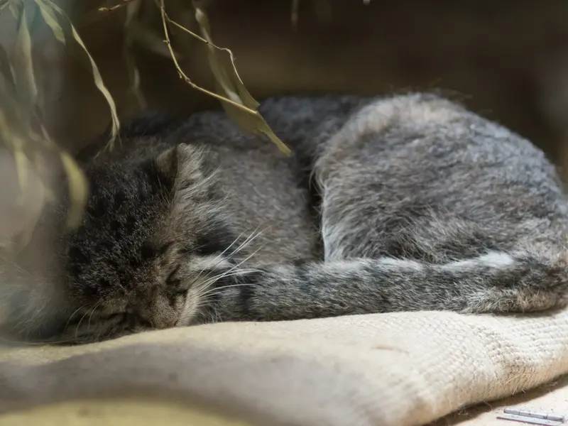 A photograph of Klyon in Ueno Zoological Gardens