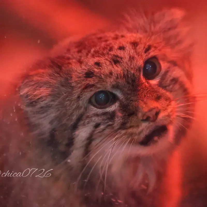 A photograph of Naim in Ueno Zoological Gardens