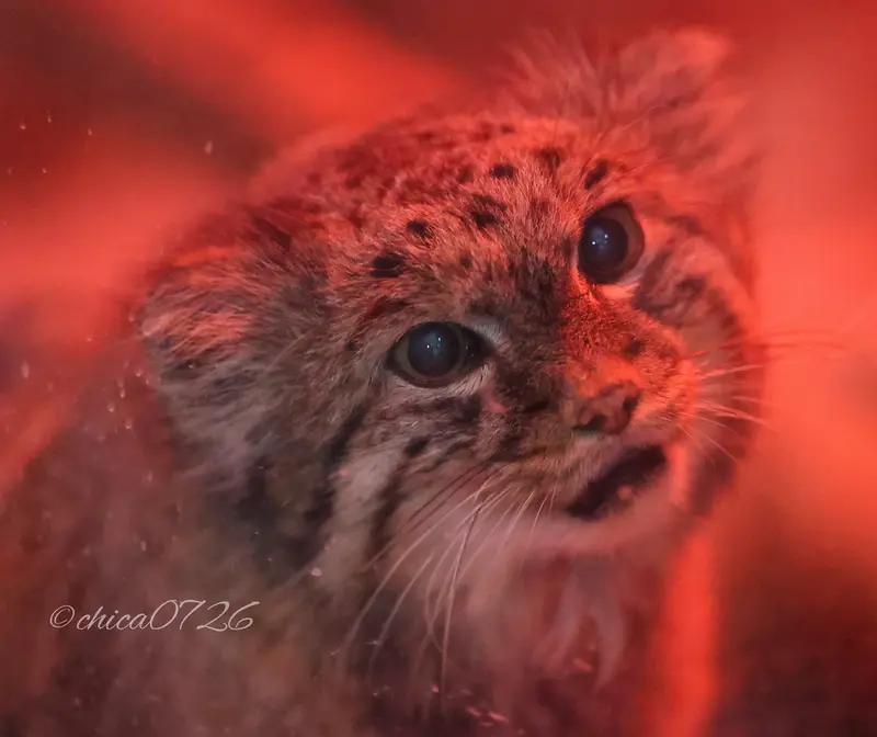 A photograph of Naim in Ueno Zoological Gardens