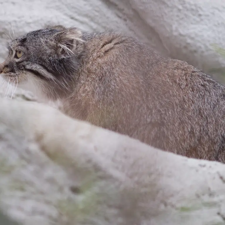 A photograph of Figa in Nogeyama Zoo