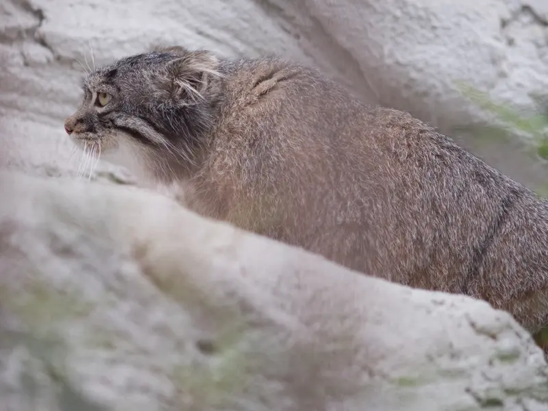 A photograph of Figa in Nogeyama Zoo