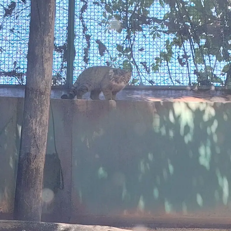 A photograph of a Pallas's cat in Budapest Zoo & Botanical Garden