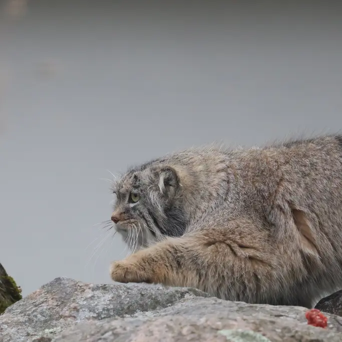 A photograph of Arkas in Korkeasaari Zoo