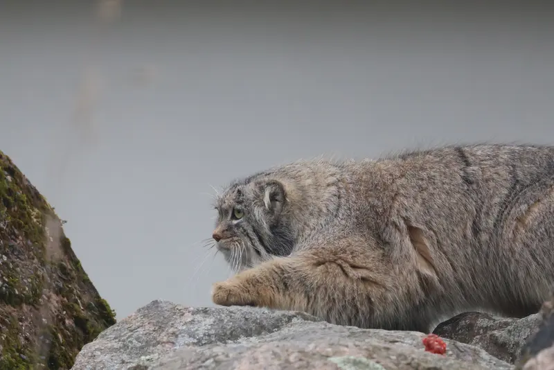 A photograph of Arkas in Korkeasaari Zoo