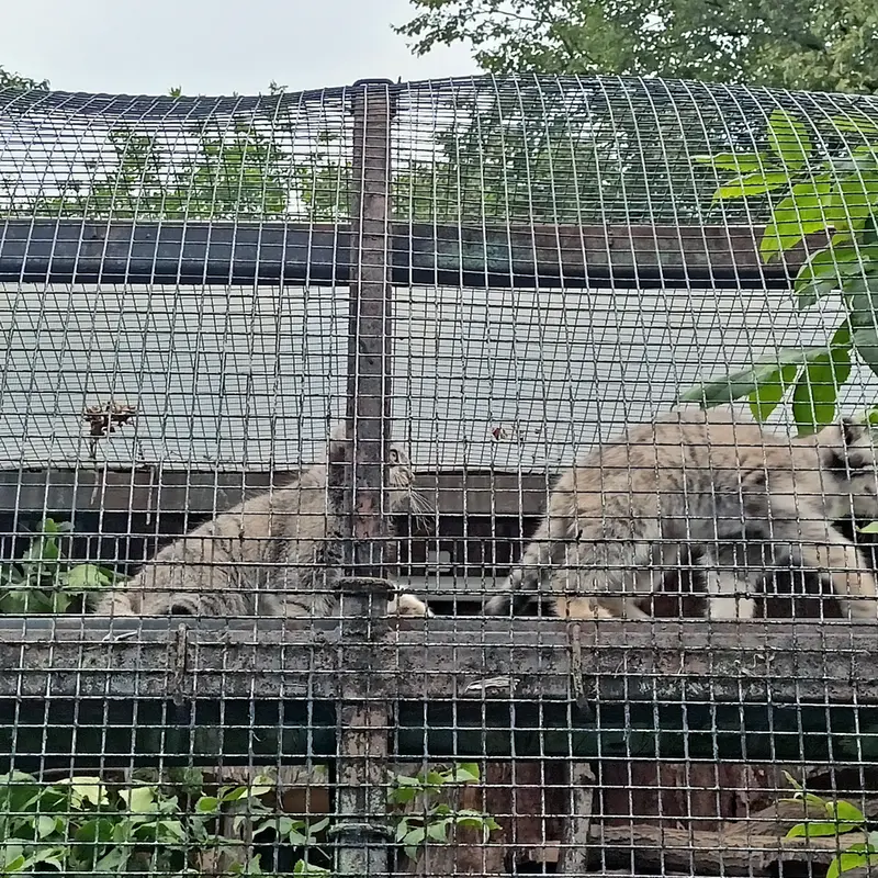 A photograph of a Pallas's cat