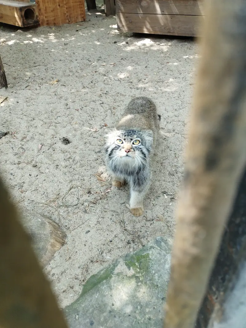 A photograph of a Pallas's cat in Novosibirsk Zoo