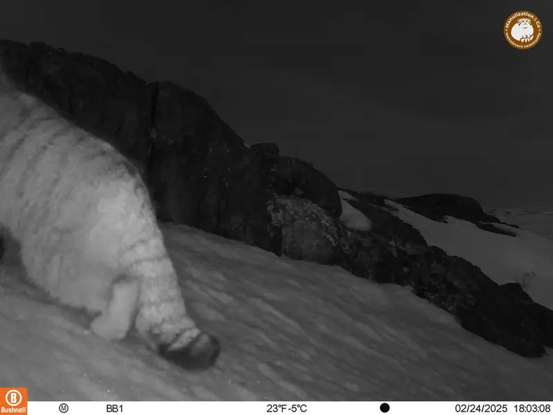 A photograph of Otocolobus manul manul from Aktas-Kunkora camera trap
