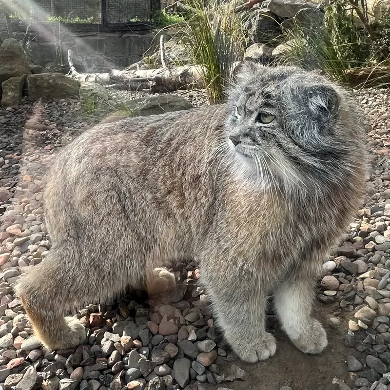 A photograph of Akiko in Edinburgh Zoo