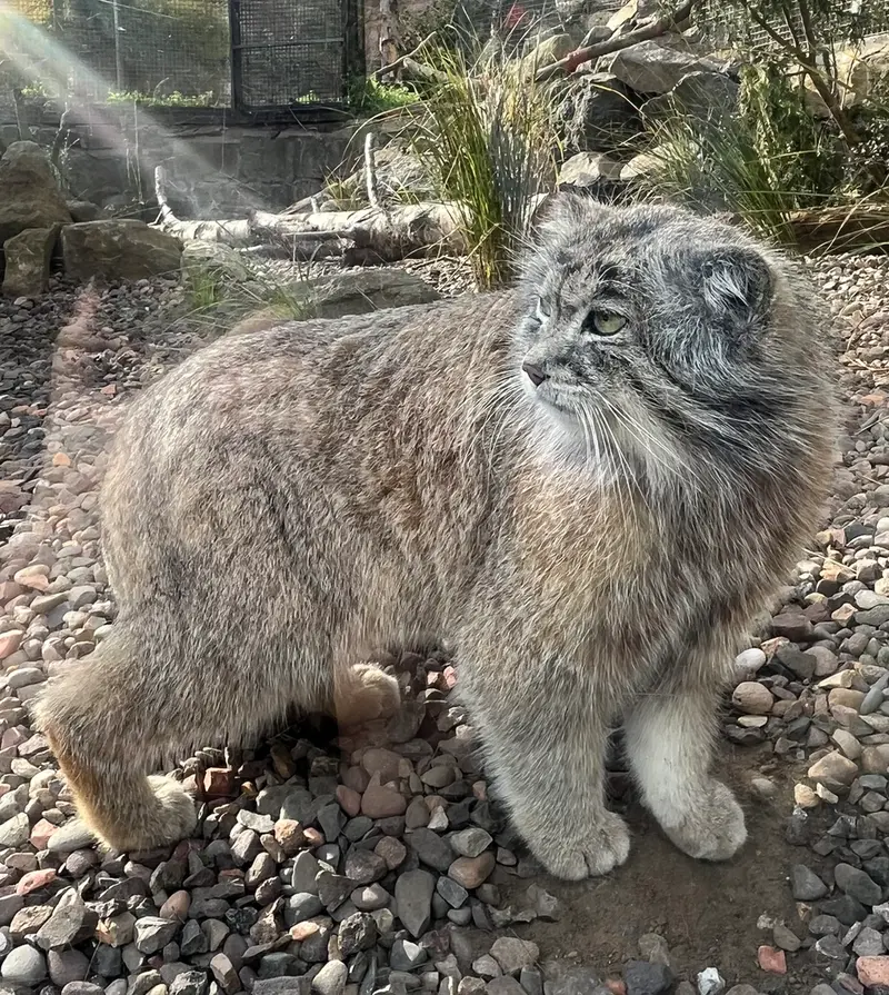 A photograph of Akiko in Edinburgh Zoo