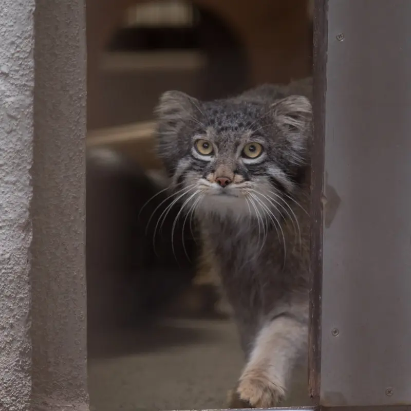 A photograph of Figa in Nogeyama Zoo
