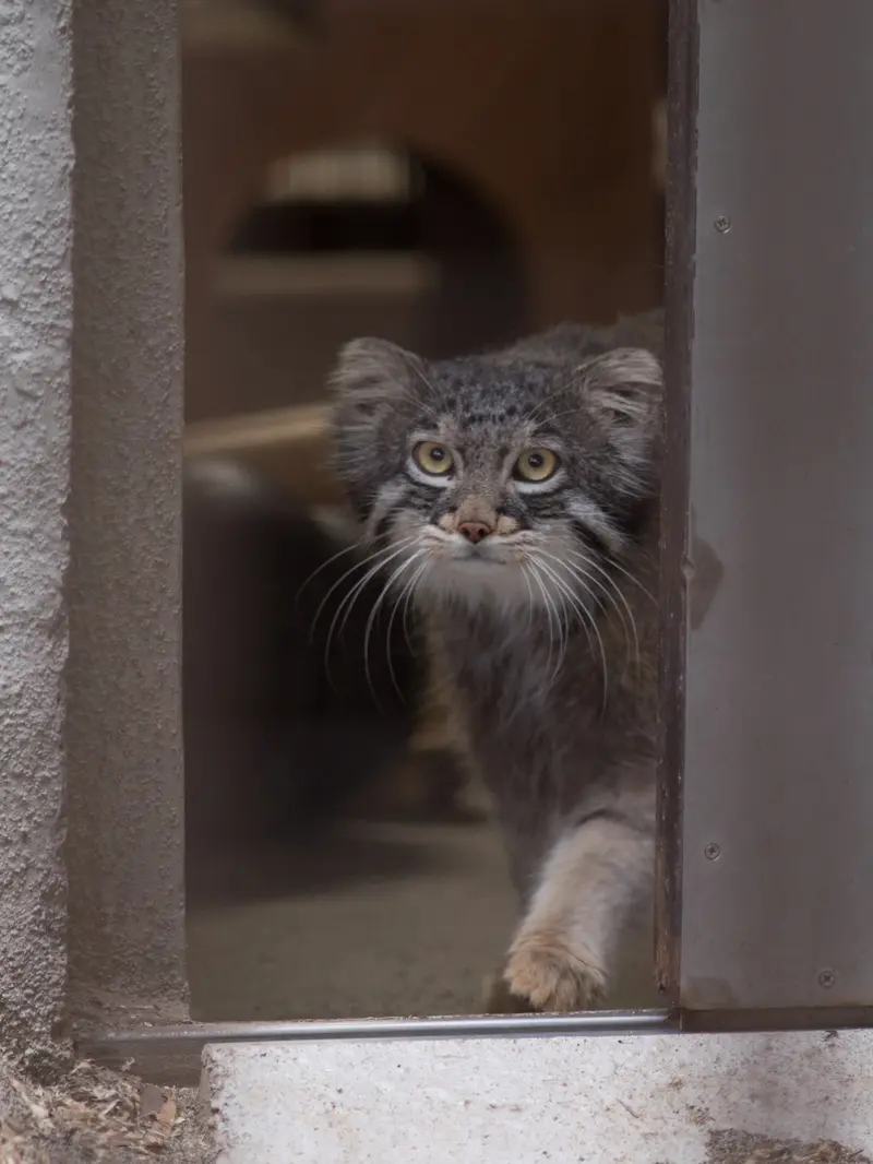 A photograph of Figa in Nogeyama Zoo