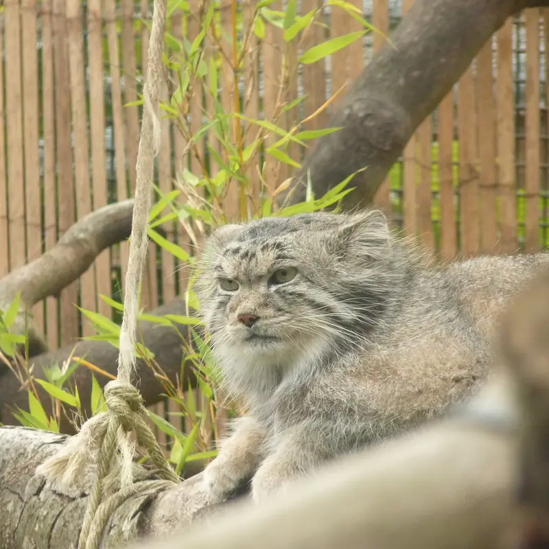 A photograph of Akiko in Edinburgh Zoo