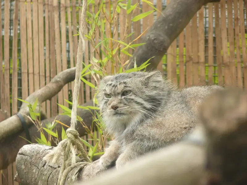 A photograph of Akiko in Edinburgh Zoo