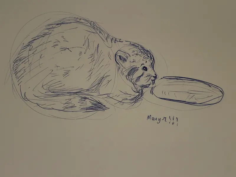 A photograph of a Pallas's cat