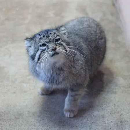 A photograph of Tabby in Saitama Children's Zoo