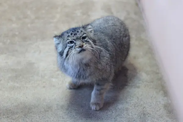 A photograph of Tabby in Saitama Children's Zoo