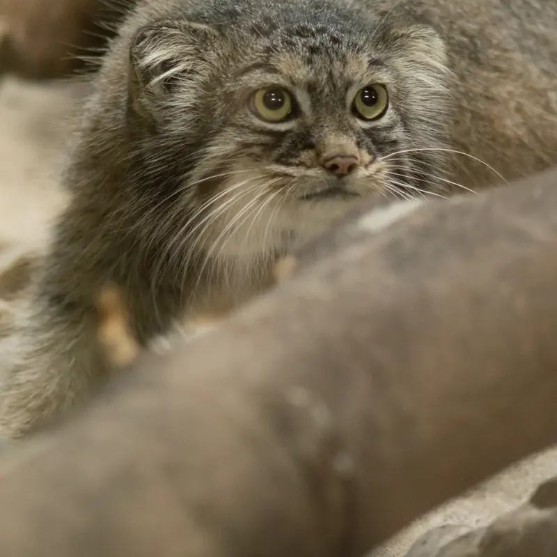 A photograph of Shafran in Ueno Zoological Gardens