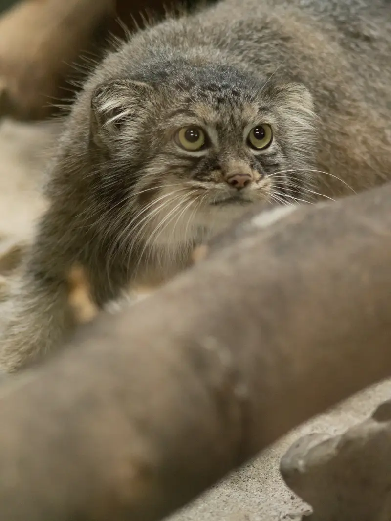 A photograph of Shafran in Ueno Zoological Gardens