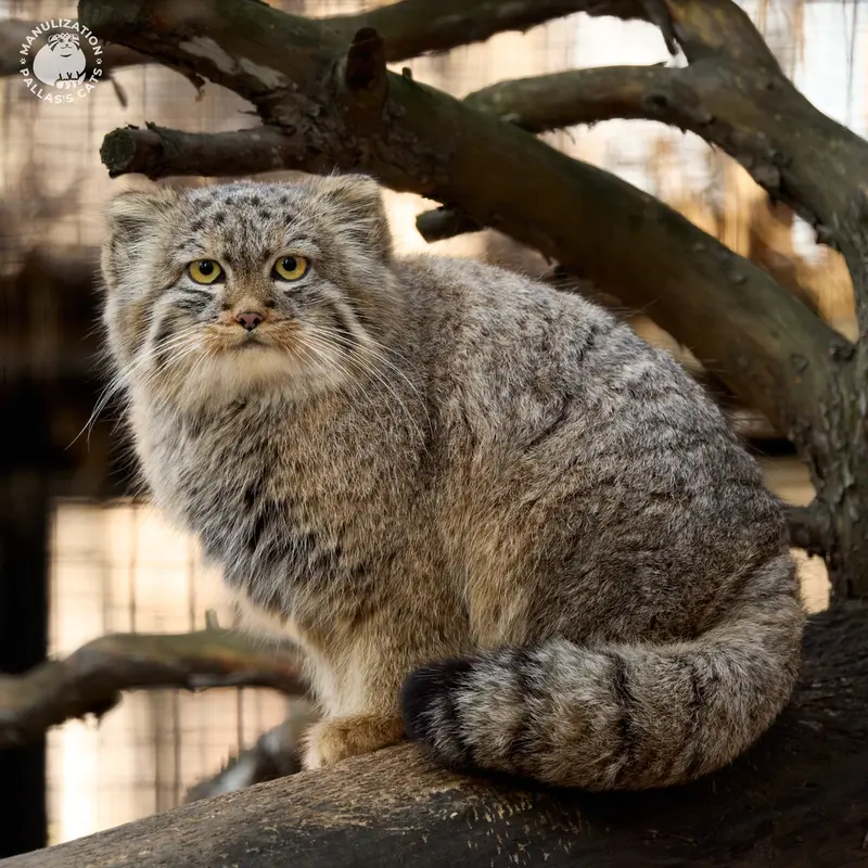 A photograph of Daughter of Lolo 2024 Ⅴ in Novosibirsk Zoo