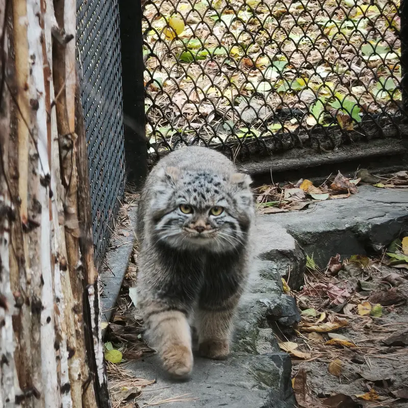 A photograph of Daughter of Adele b.2026 Ⅱ in Novosibirsk Zoo