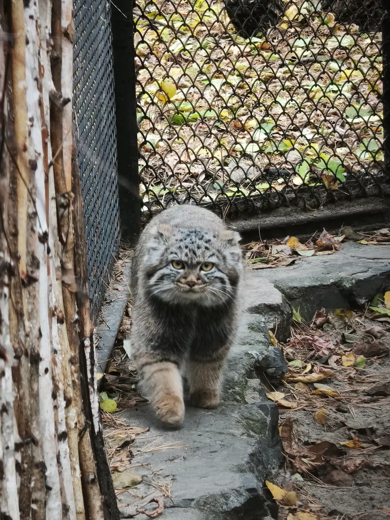 A photograph of Daughter of Adele b.2026 Ⅱ in Novosibirsk Zoo