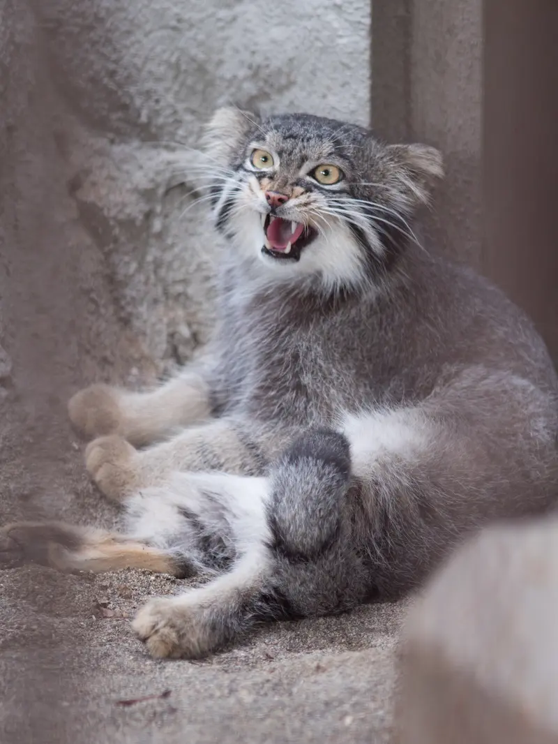 A photograph of Figa in Nogeyama Zoo