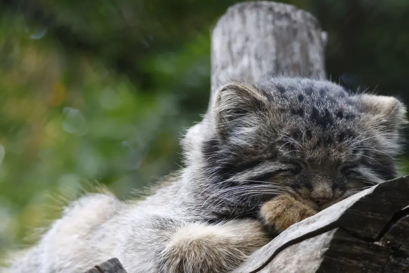 A photograph of a Pallas's cat in Novosibirsk Zoo