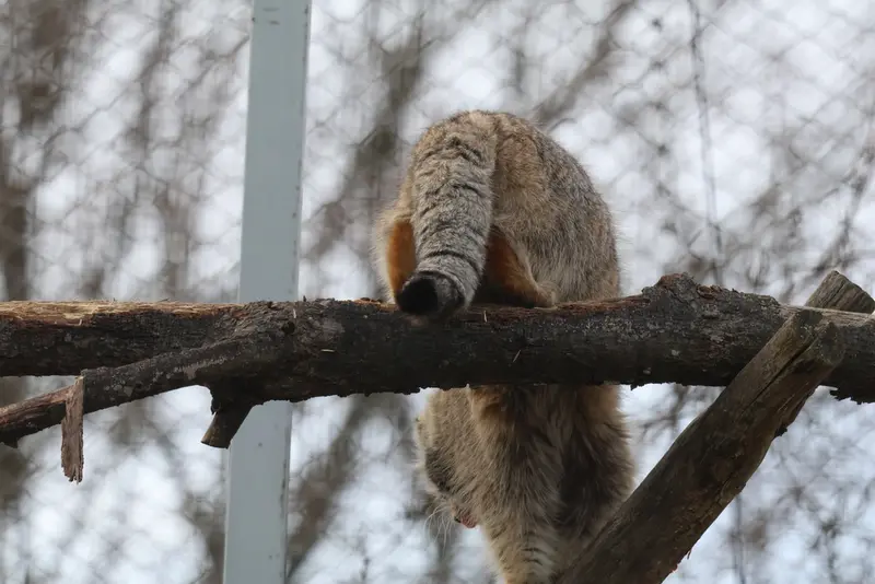 A photograph of Arkas in Korkeasaari Zoo