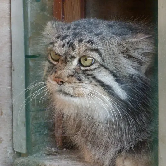 A photograph of Chip in Barnaul zoo “Lesnaya skazka”