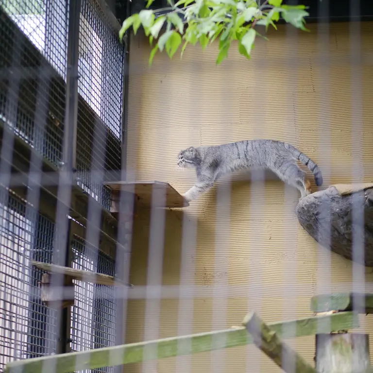 A photograph of Hide in Asahiyama Zoo