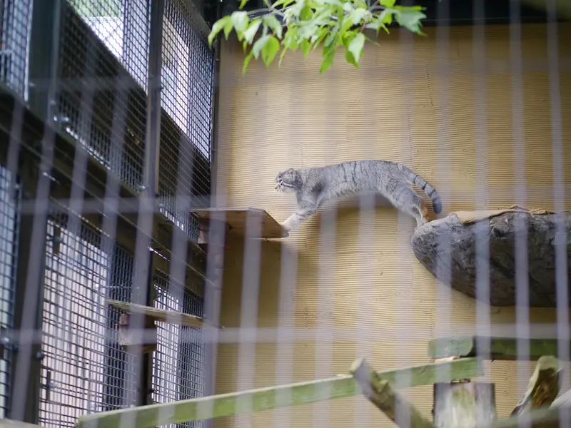 A photograph of Hide in Asahiyama Zoo