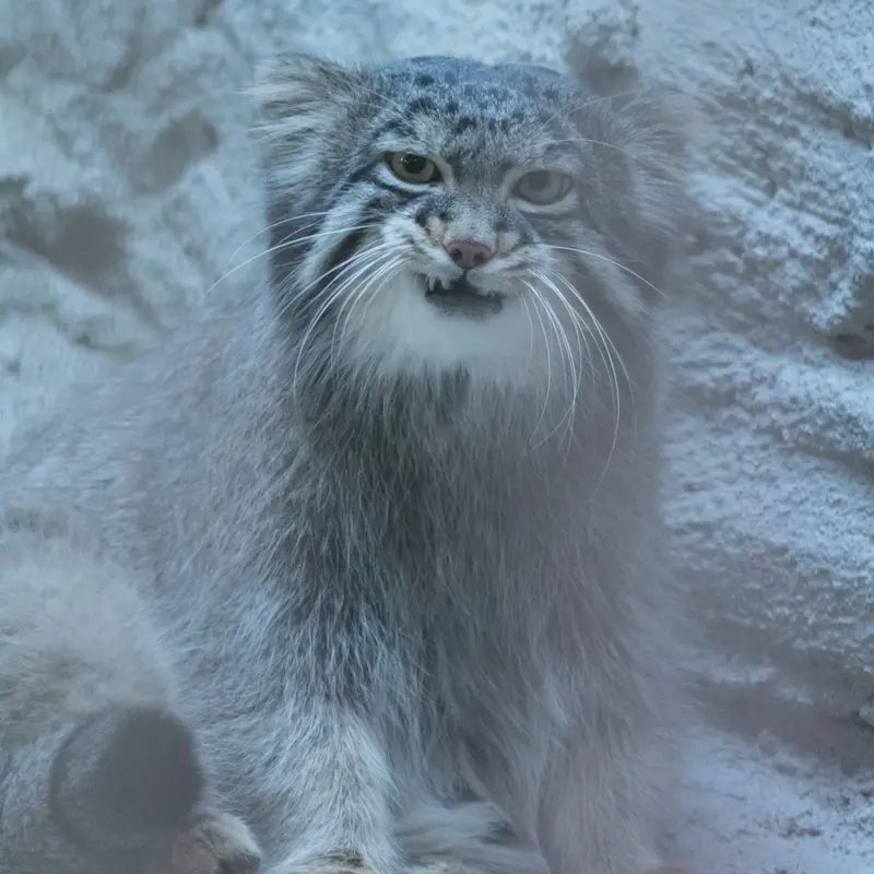 A photograph of Figa in Nogeyama Zoo