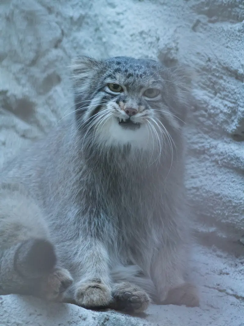 A photograph of Figa in Nogeyama Zoo