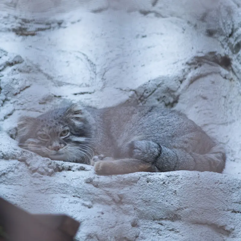 A photograph of Figa in Nogeyama Zoo