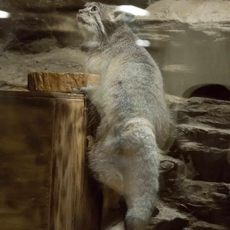 A photograph of Klyon in Ueno Zoological Gardens
