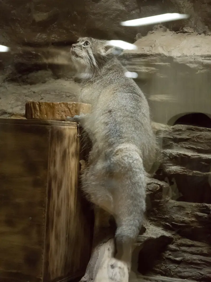 A photograph of Klyon in Ueno Zoological Gardens