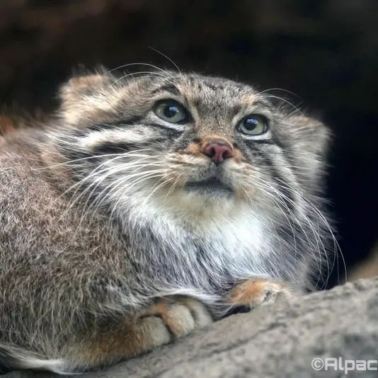 A photograph of Az in Kobe Animal Kingdom