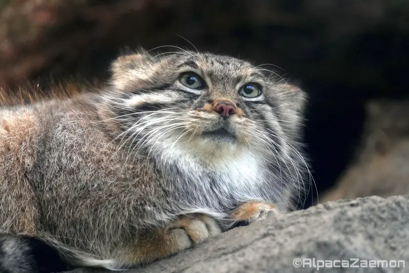 A photograph of Az in Kobe Animal Kingdom